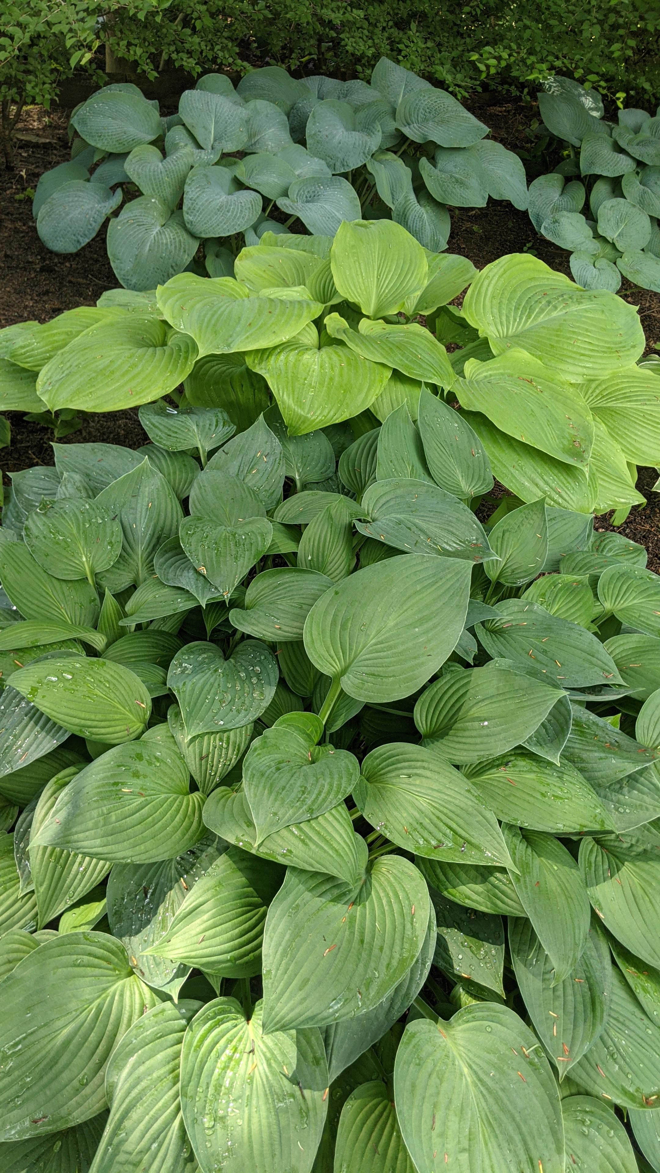 hosta (33)