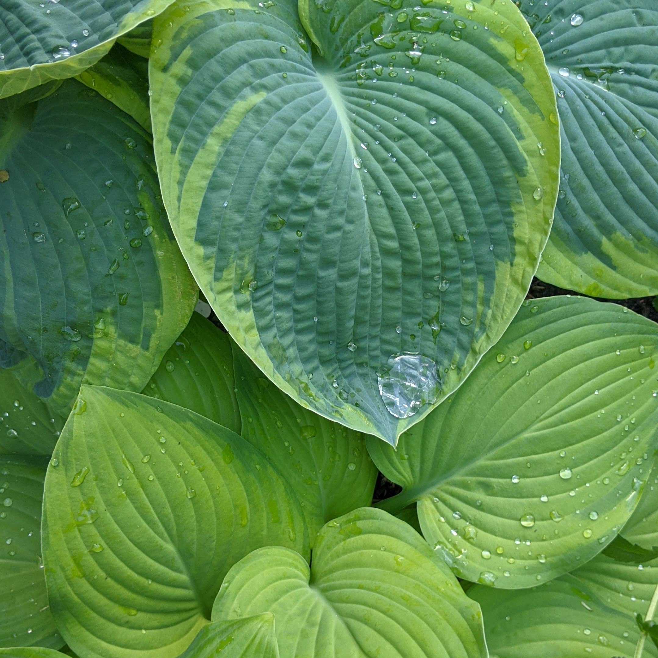 hosta (8)