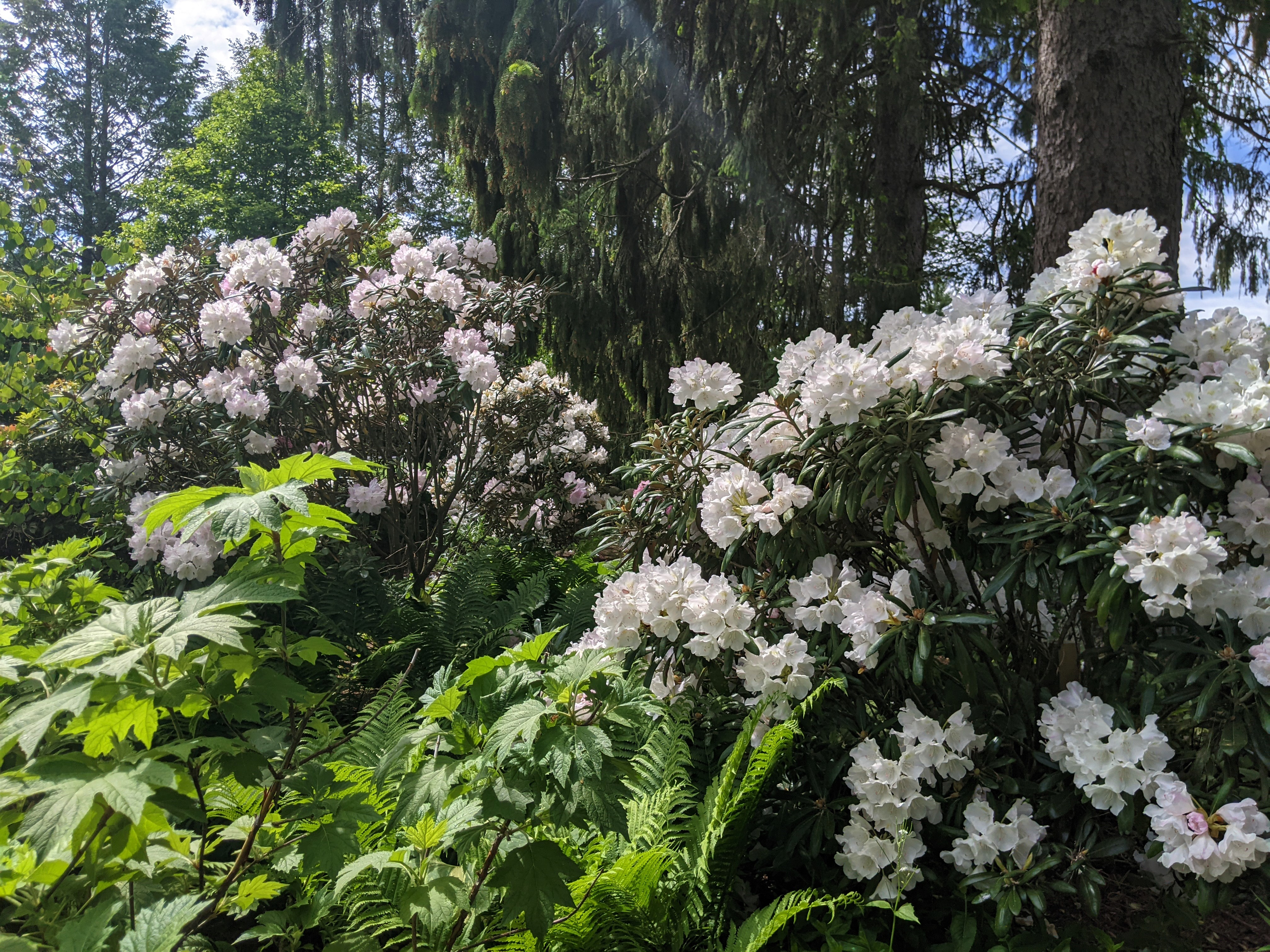 rhododendron (3)